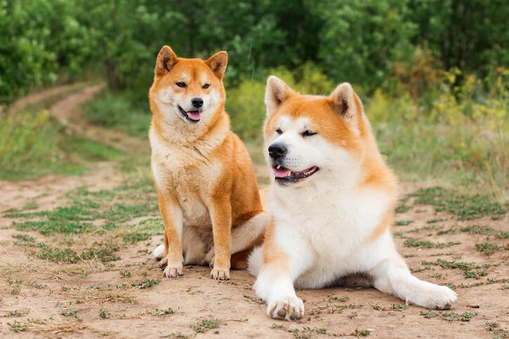 Akita inu, el relajado perro japonés