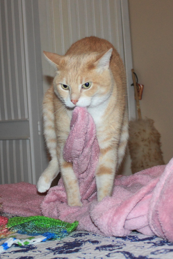 ¿Tu gato amasa mucho? Esto te interesa