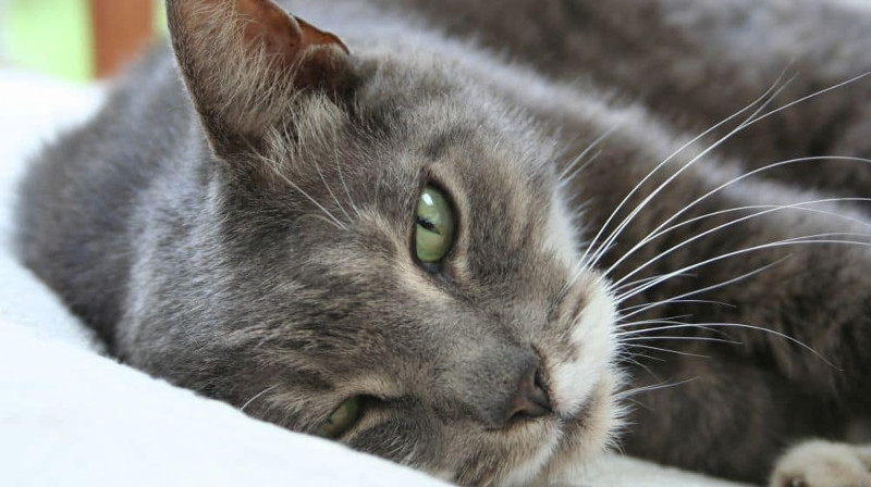 Eutanasia a domicilio para tu mascota; "No hay nada más pacífico", testimonios.