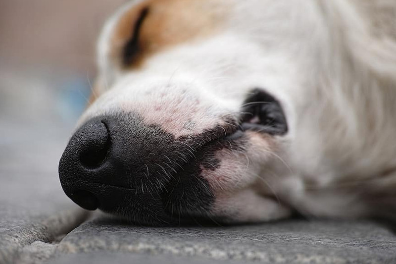 Eutanasia a domicilio para tu mascota; "No hay nada más pacífico", testimonios.