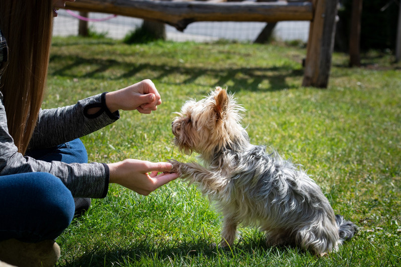 La guía definitiva para enseñar a tu perro a dar la pata; el secreto es: repetir, repetir y repetir