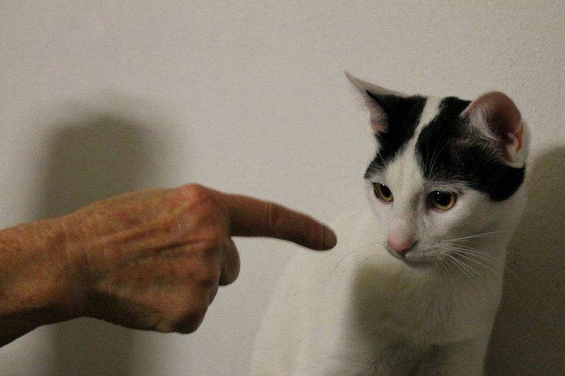 ¿Quieres corregir a tu gato?, ¿le has pegado?, ¿sabes cómo regañarlo?. Quédate leyendo, esto te interesa