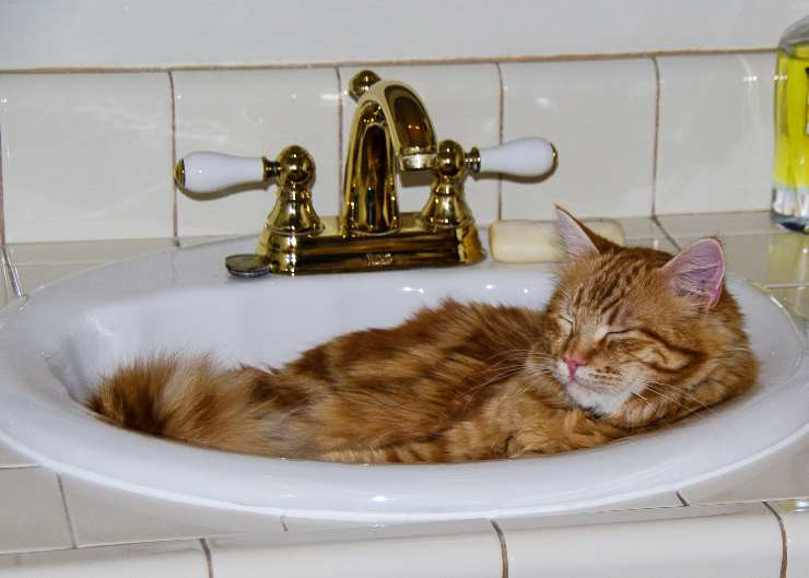 Acciones repetitivas de los gatos, tomar agua del grifo o dormir en el lavamanos, ¿es normal?