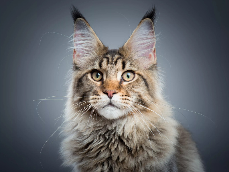 Desde los maine coon, los ragdoll, el Bosque de Noruega e inclusive un persa, son las razas de gatos más sociables
