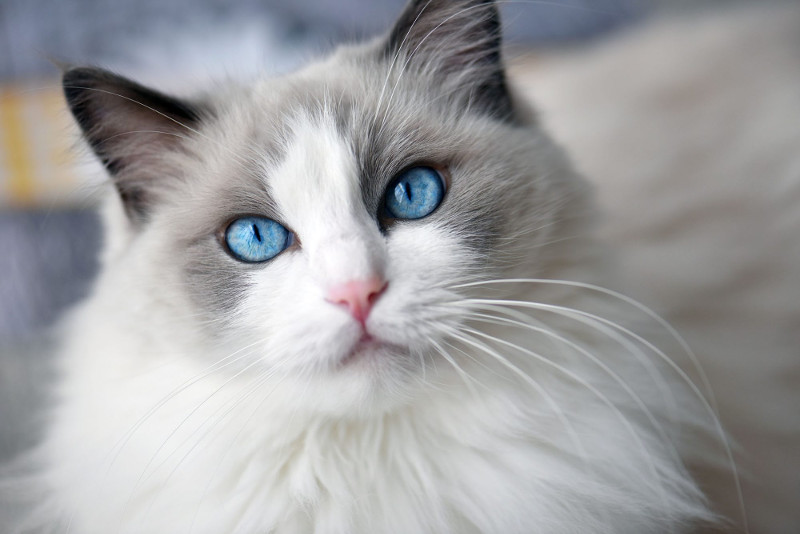 Desde los maine coon, los ragdoll, el Bosque de Noruega e inclusive un persa, son las razas de gatos más sociables