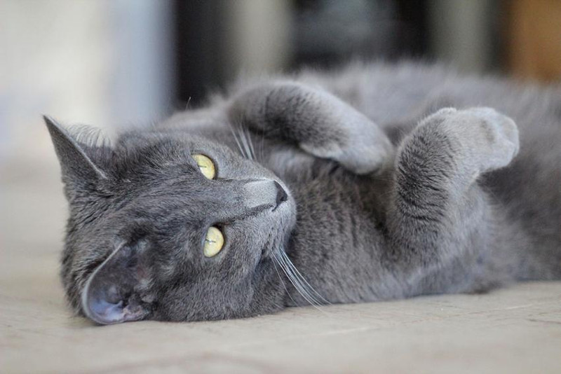 Desde los maine coon, los ragdoll, el Bosque de Noruega e inclusive un persa, son las razas de gatos más sociables