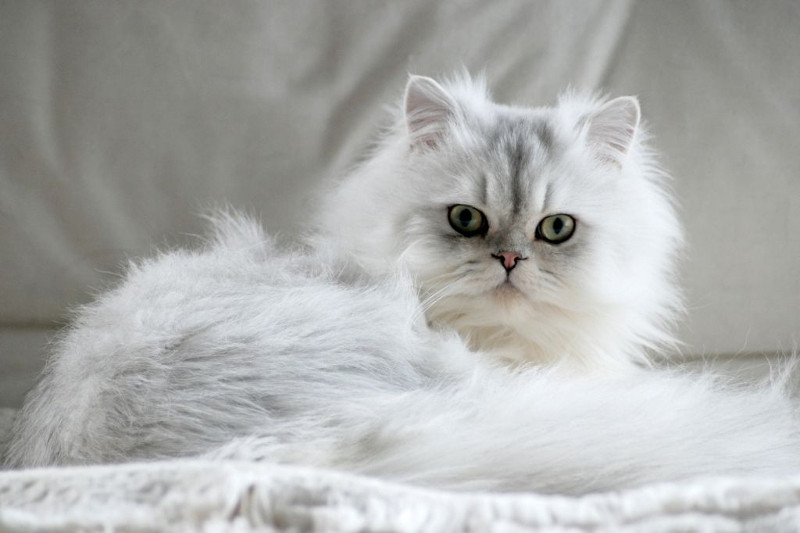 Desde los maine coon, los ragdoll, el Bosque de Noruega e inclusive un persa, son las razas de gatos más sociables