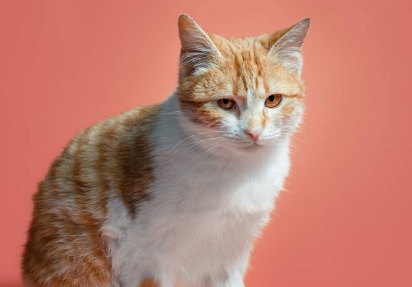 ¿Problemas al educar a tu gato? Deja que te demos algunos consejos