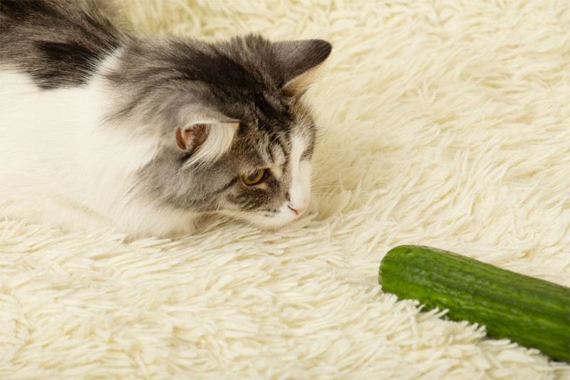 Pepinos y gatos, ¿en dónde nace esta rivalidad?