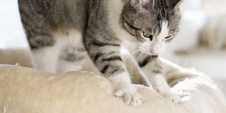 Tu gato amasa con sus patitas pero, ¿sabes lo que significa?