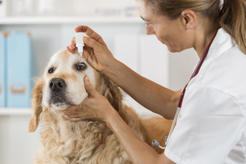 Conjuntivitis, una enfermedad que también puede afectar a tu perro