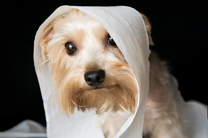 ¿Sabes si tu perro está estresado? Quizá sea bueno que pongas más atención en su día a día
