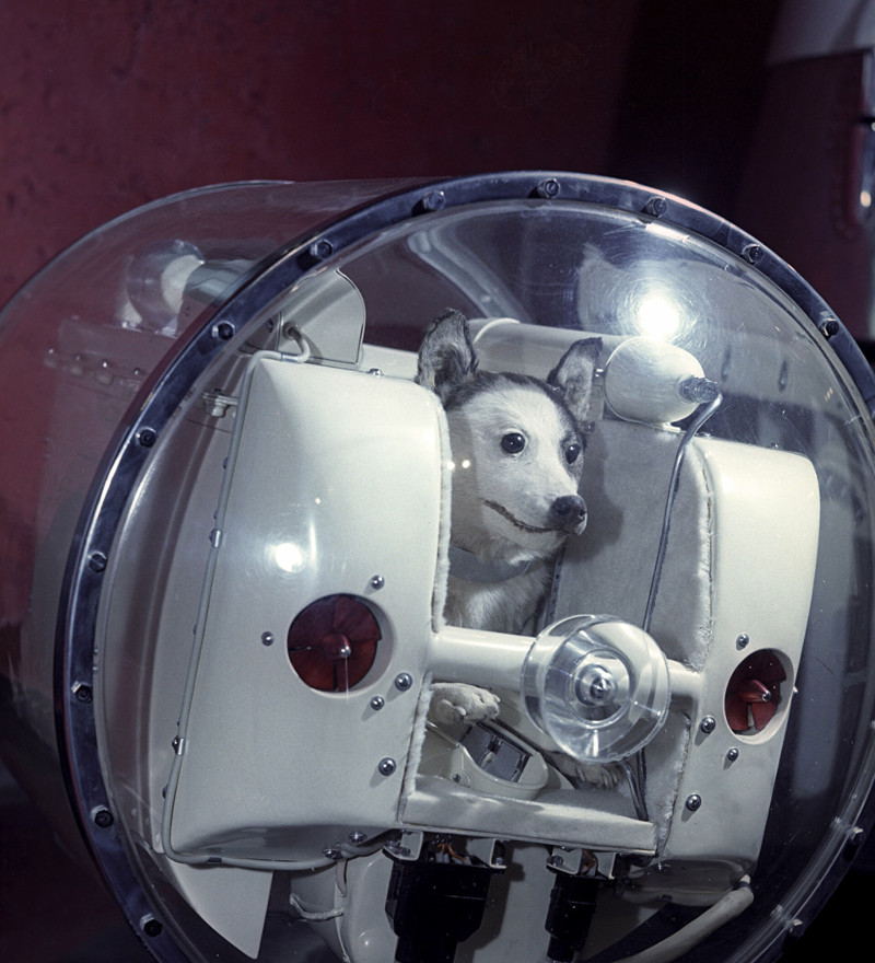 Laika, la perrita que viajó al espacio Parte 2