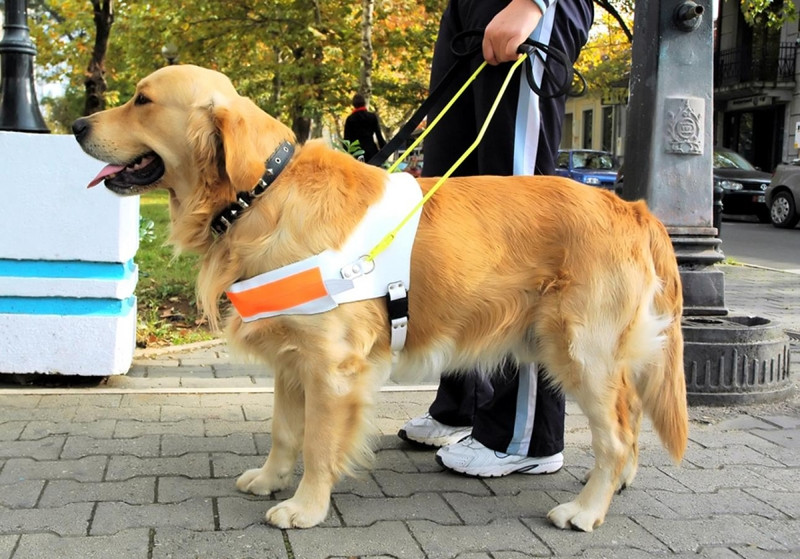 Escuela para perros guía, la primera en Latinoamérica. Parte 2