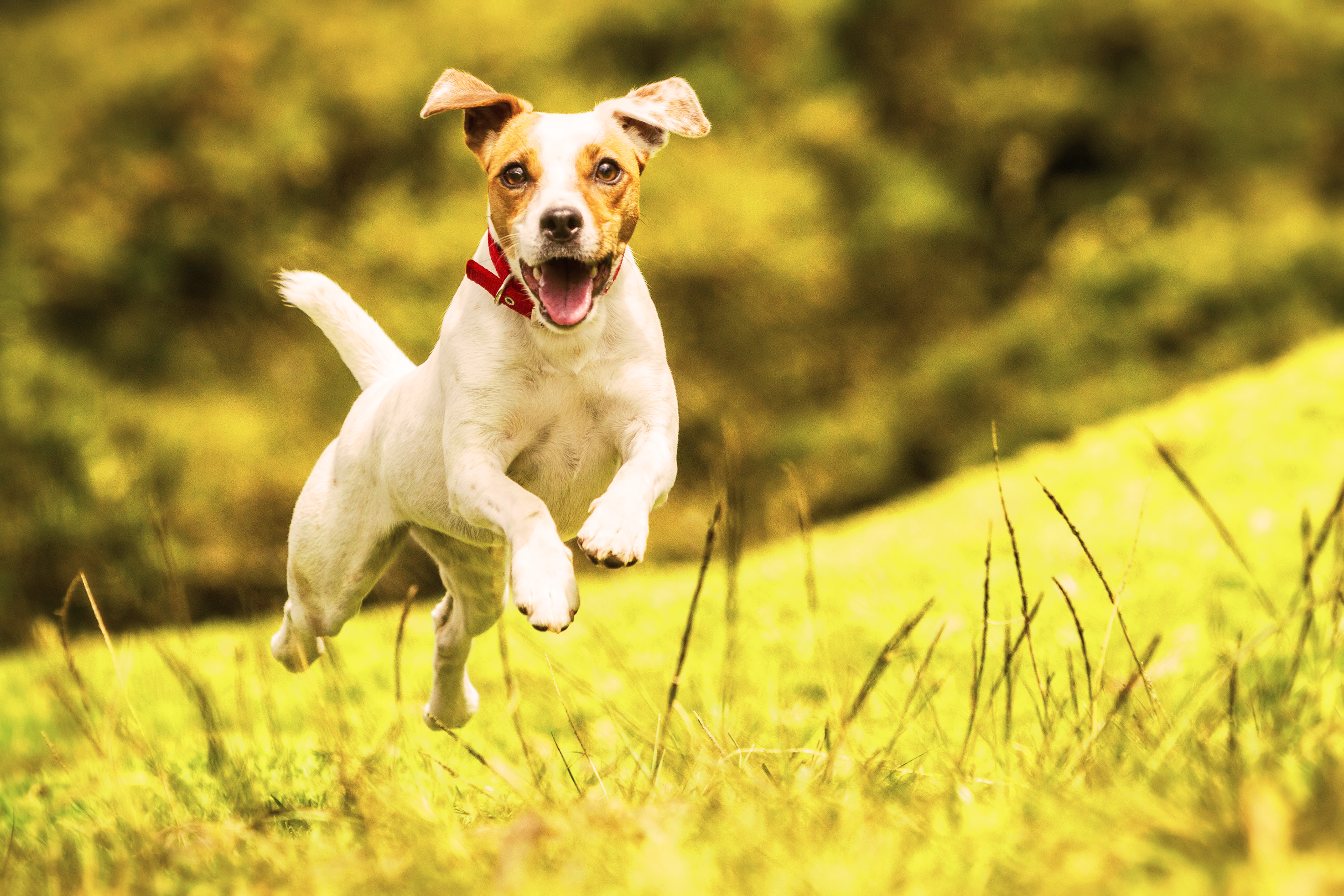Mi perro persigue animales más pequeños en el parque, ¿es normal?