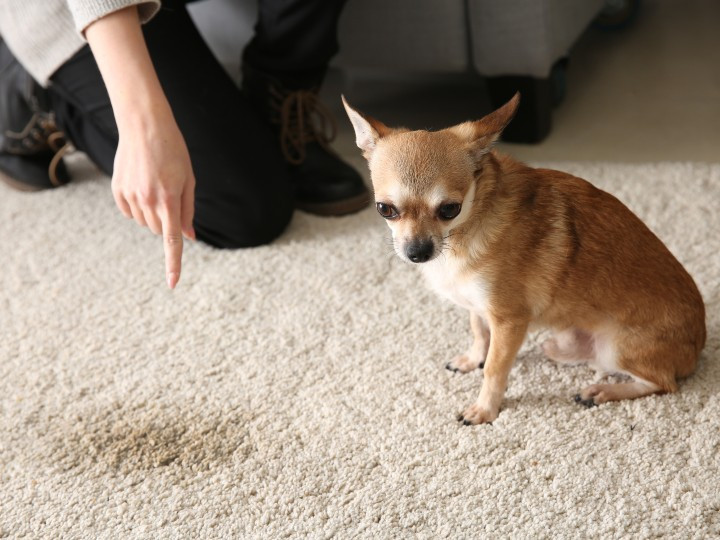 Deja que te demos algunos consejos para limpiar la orina de tu perro