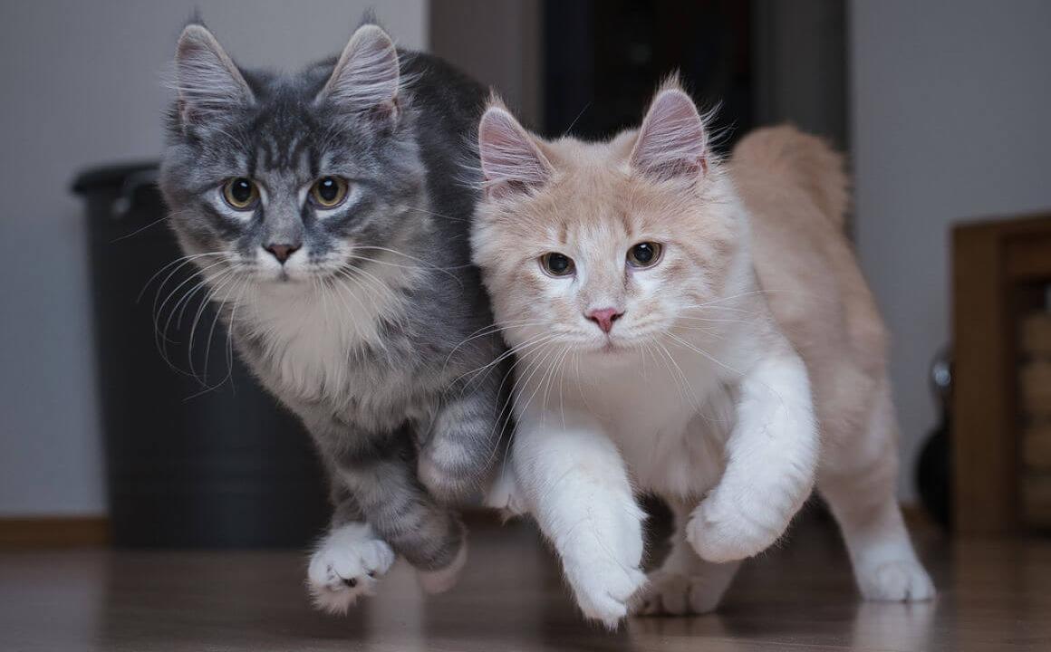 ¿Tu gato busca escapar? Impídelo con estos consejos