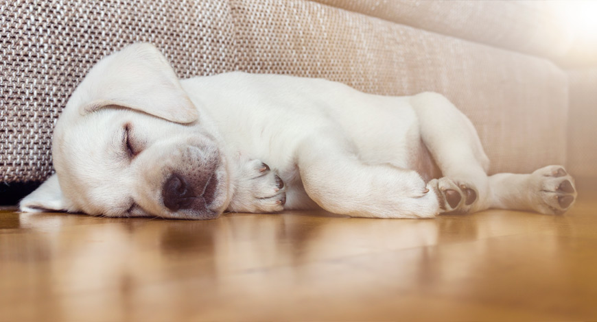 Así es, los perros también son capaces de soñar