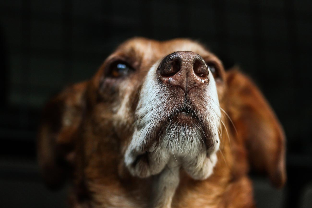 ¿Sabes dónde está la huella digital de los perros? Nosotros te lo decimos