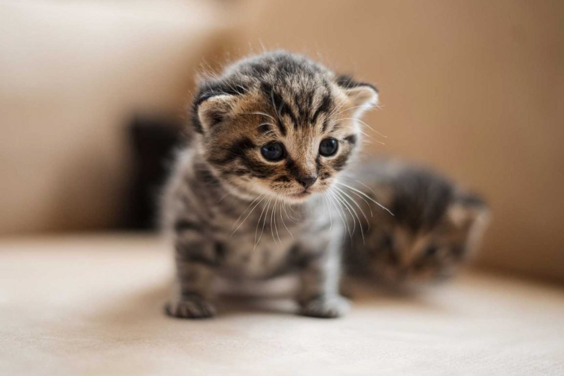 ¿Piensas rescatar a un gato sin madre? Te damos algunos tips. Parte 2