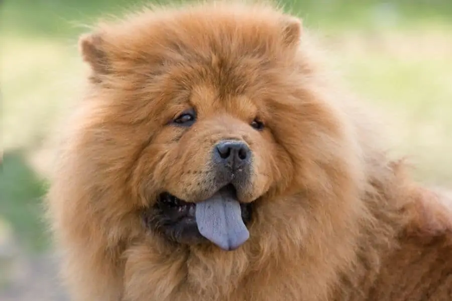 Hablemos de razas de perros originarias de China. Parte 1