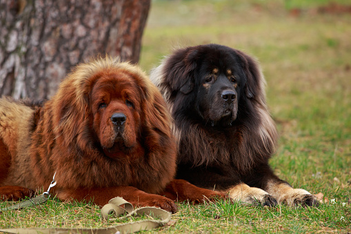 Hablemos de razas de perros originarias de China. Parte 2