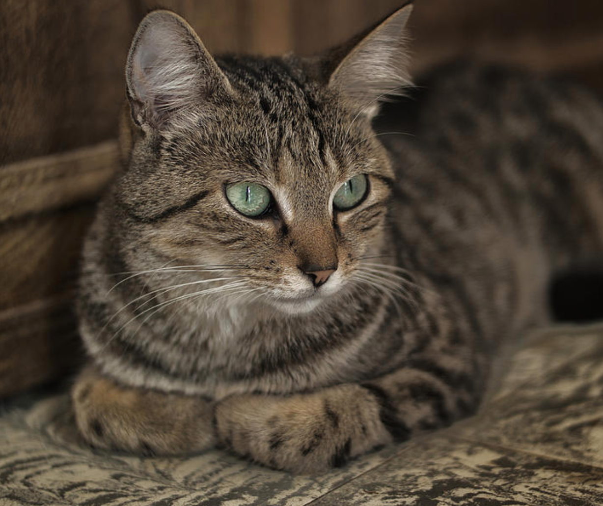 Te invitamos a conocer las posturas de un gato feliz