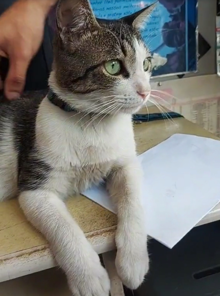 Conoce a Óliver, el gato mecánico de Brasil