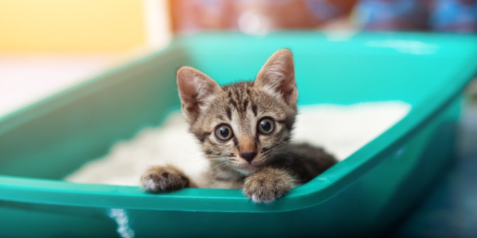El arenero, un sitio que debes hacer agradable para tu gato. Parte 2