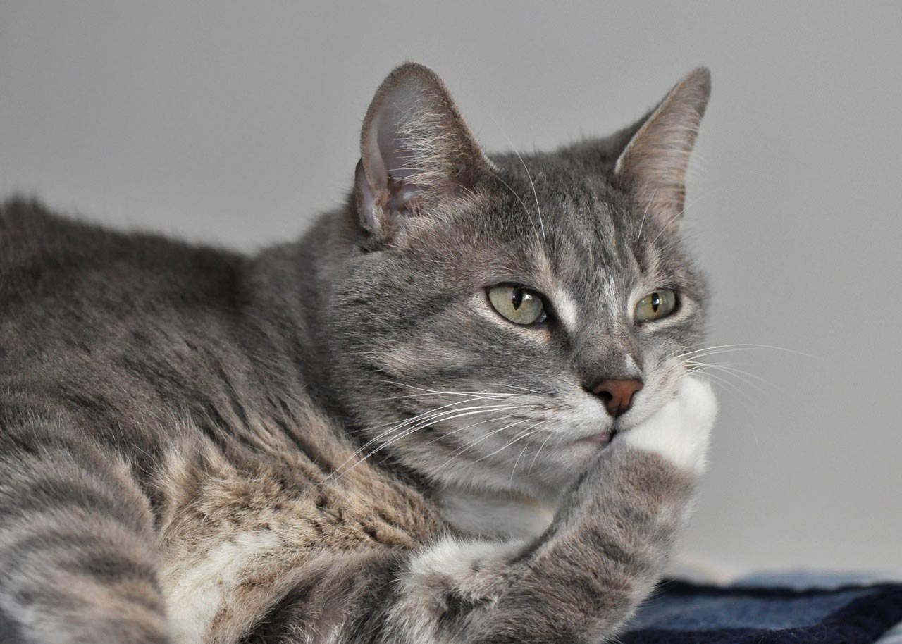 Gatos con poderes supersónicos, ¿lo sabías?