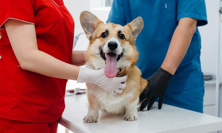 Mitos de la esterilización canina, estos son algunos