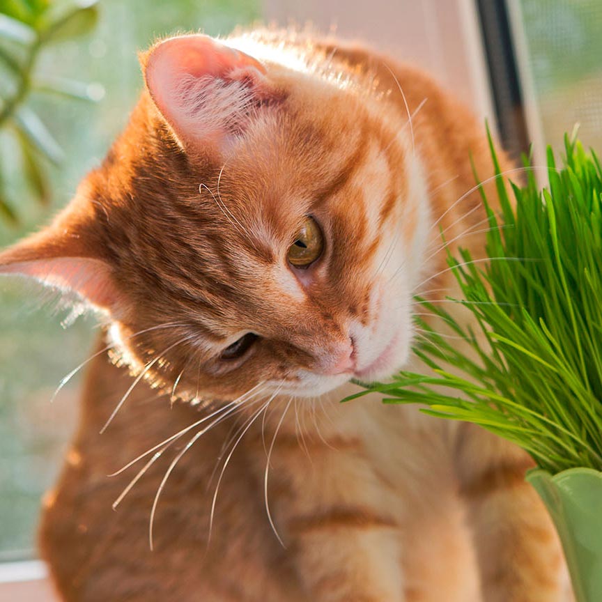 ¿Te gustan las plantas, pero también los gatos?, mucho cuidado, esto te interesa