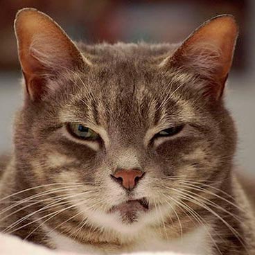 Audaces, desinhibidos, malosos y antipáticos; rasgos que, a científicos en Reino Unido, los hace pensar que todos los gatos son psicópatas