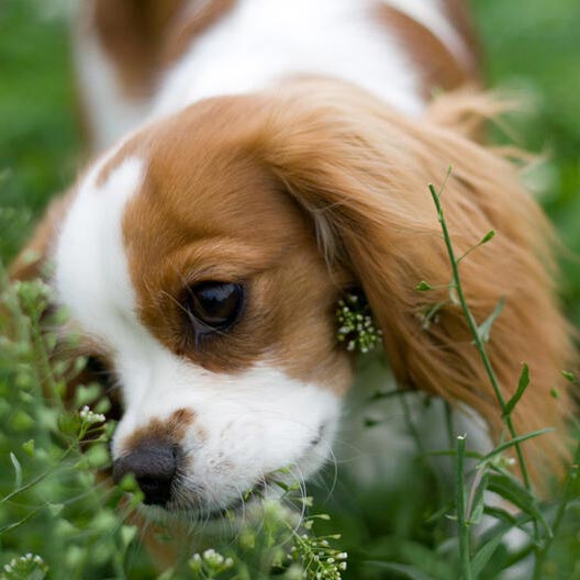 ¿Tu perro come pasto? Te decimos por qué lo hace