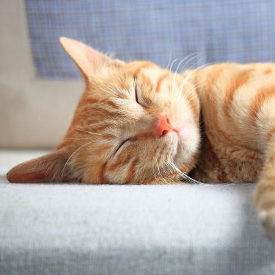 Sí, cuando duermen, los gatos sueñan y tienen pesadillas