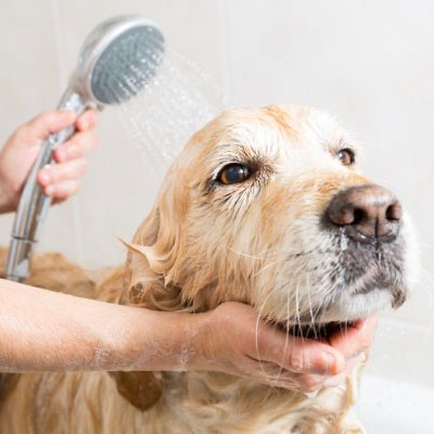 Consejos básicos para cuidar la higiene de tu mascota. Parte 1