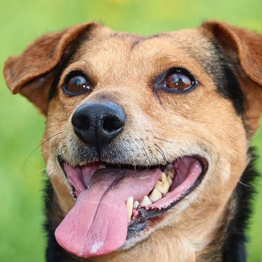 Conoce más sobre los curiosos sentidos de tu perro