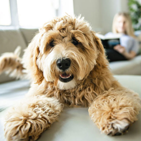 Perros de "diseño"; problemas de salud, genéticos y sufrimiento