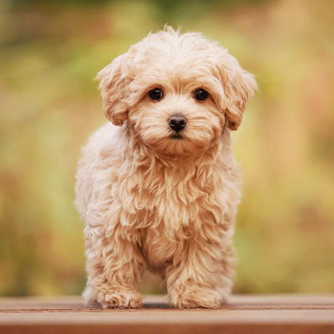 Perros de "diseño"; problemas de salud, genéticos y sufrimiento