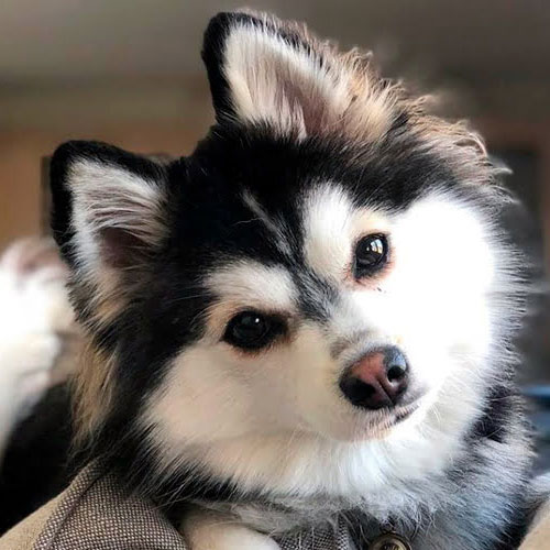 Perros de "diseño"; problemas de salud, genéticos y sufrimiento