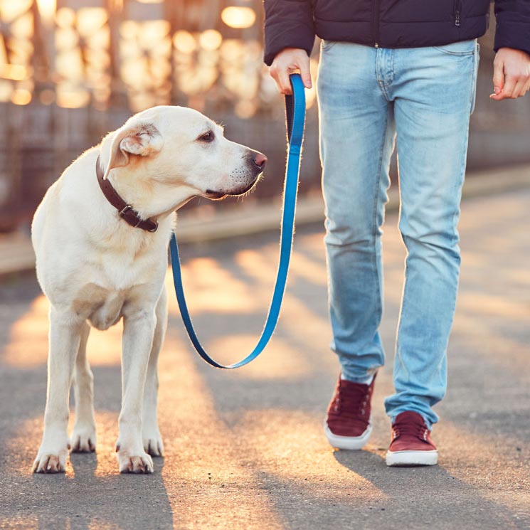 ¿Hora del paseo? Te damos algunos consejos para que disfrutes al máximo con tu perro