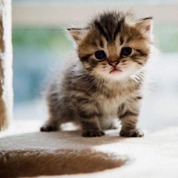 Las diferentes etapas de la vida del gato, ¿las conoces todas? Parte 1