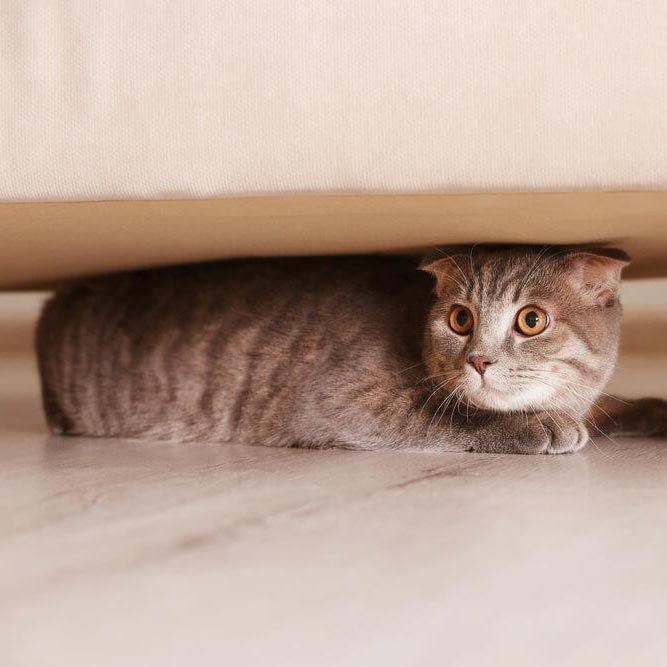 Escondites favoritos de los gatos, ¿los conoces todos?