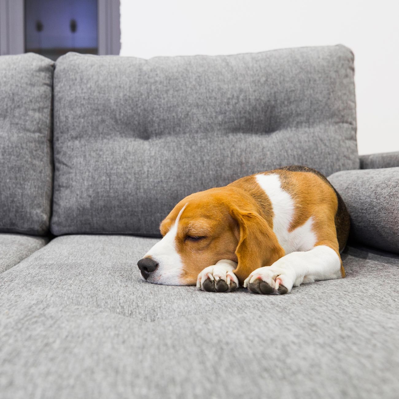 ¿Tú perro no deja de subirse a los sillones? Tranquilo, es un comportamiento normal y evitable. Parte 2