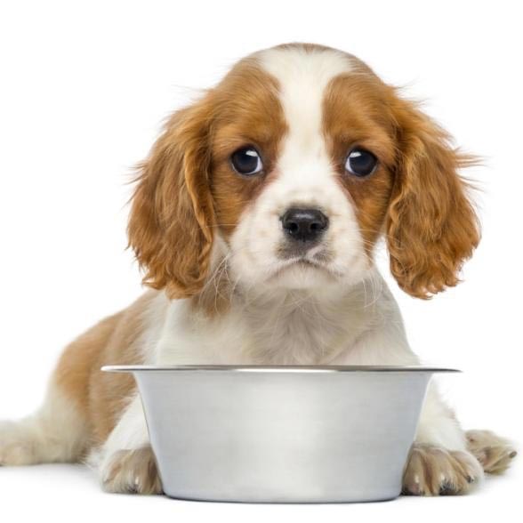 ¡Evita estos errores al darle de comer a tu perro! Parte 1