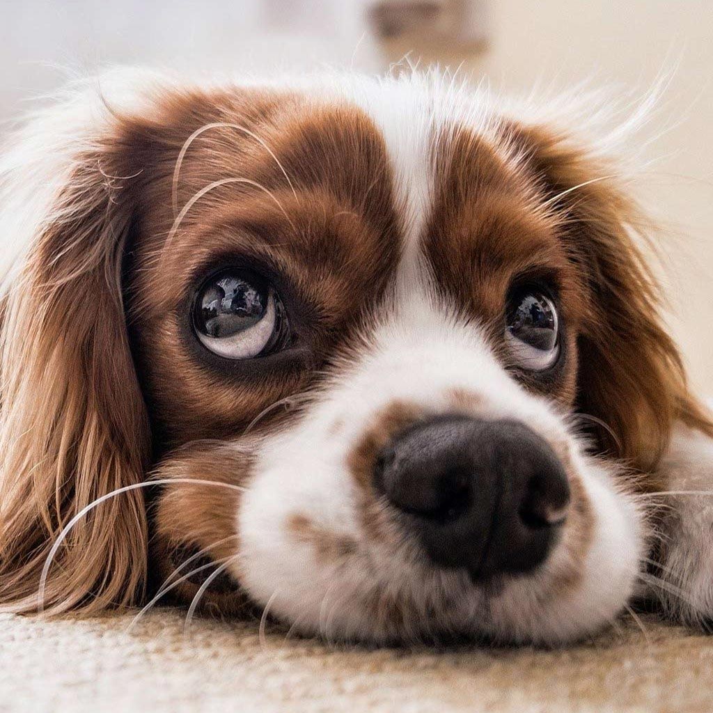 ¿Tienes un perro nervioso en casa? Aprende a calmarlo con estos tips