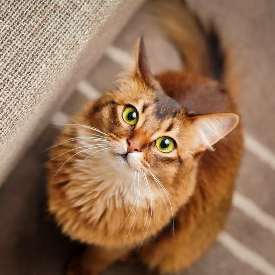 ¿Por qué los gatos ronronean? Te decimos todo sobre esta conducta felina