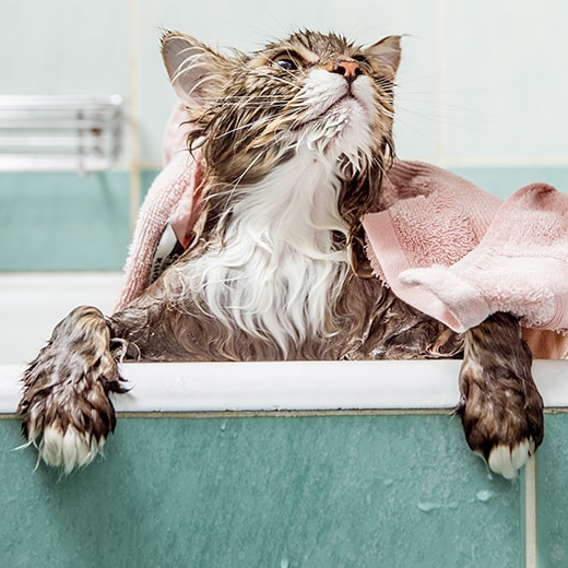 ¿Tengo que bañar a mi gato? ¿Cada cuánto tiempo?