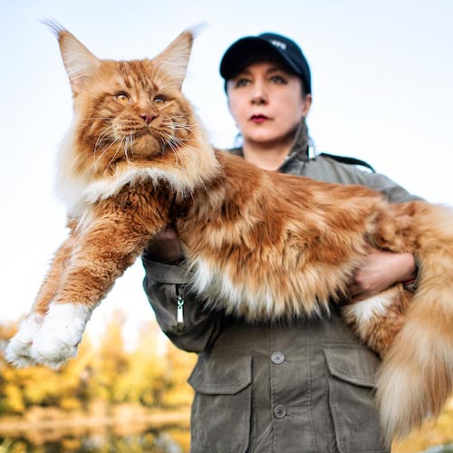 Maine coon, la raza más grande de gatos domésticos