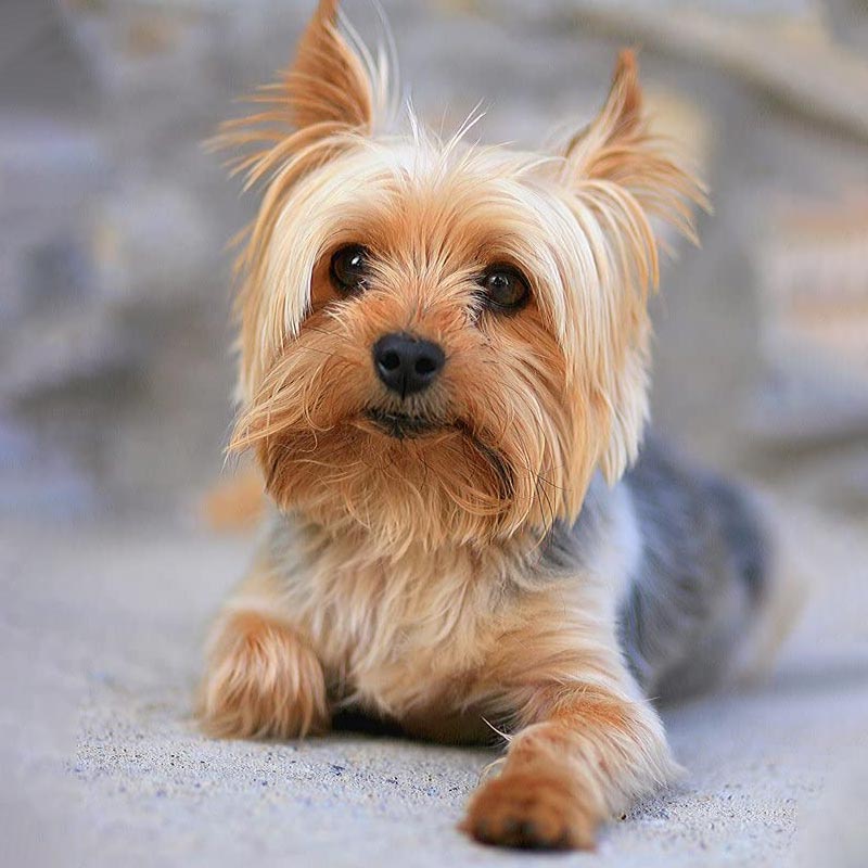Cuidados particulares para perros de razas pequeñas